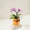 orchid npurple 1