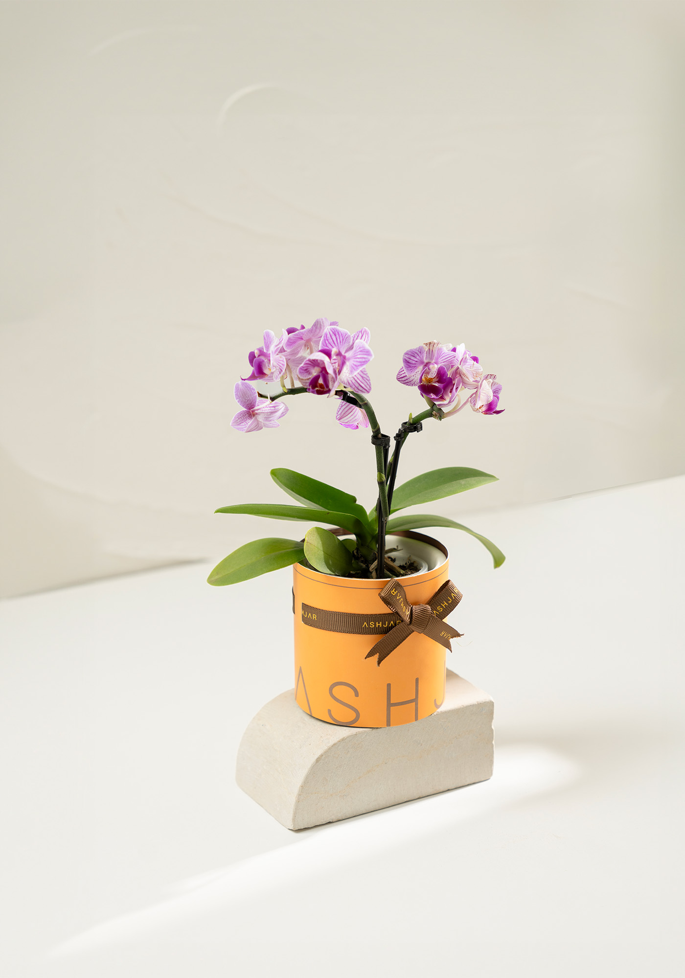 orchid npurple 1